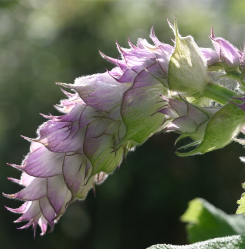 Clary Sage Essential Oil Moldova 5